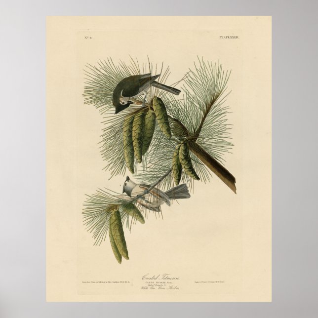 Crested (Tufted) Titmouse Audubon Birds of America Poster (Front)