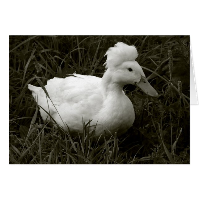 Crestie en noir et blanc (Devant horizontal)