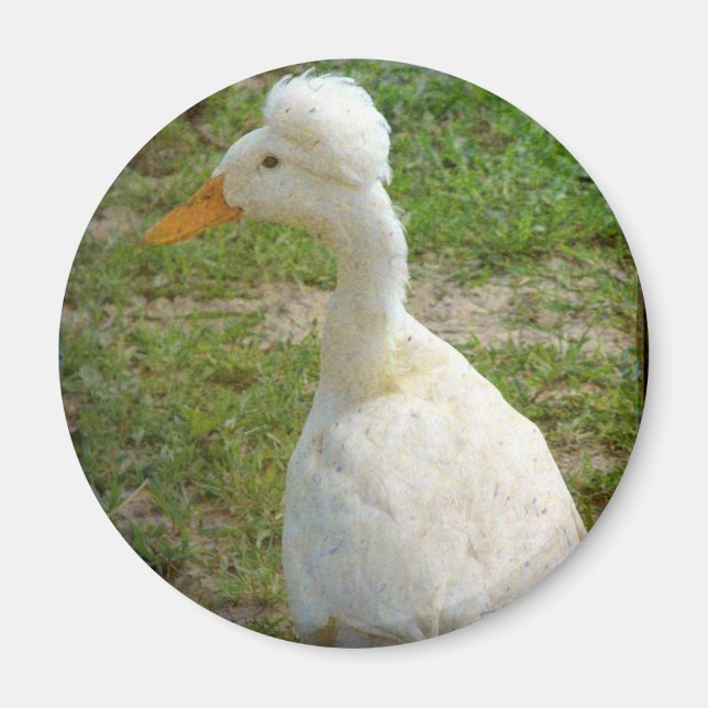 Crestie Magnet (Front)