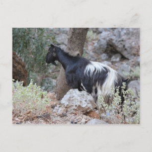 Cretan Wild Goat Postcard