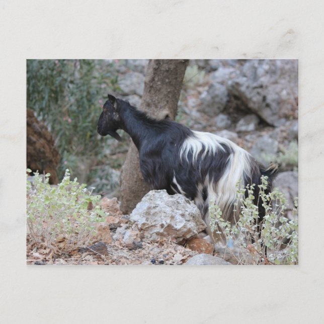 Cretan Wild Goat Postcard (Front)