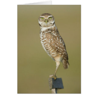 Creusant le hibou - ici vous regarde
