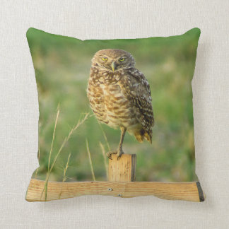 Creuser le coussin de hibou