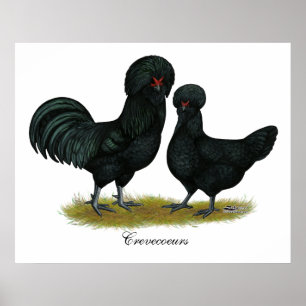 Crevecoeur Chickens Poster