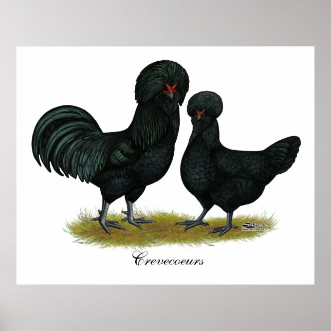 Crevecoeur Chickens Poster (Front)