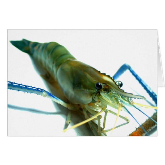 crevettes (Devant horizontal)