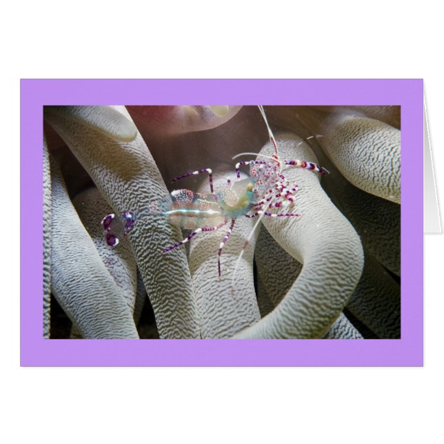 Crevettes de nettoyage tachetées (Devant Horizontal)