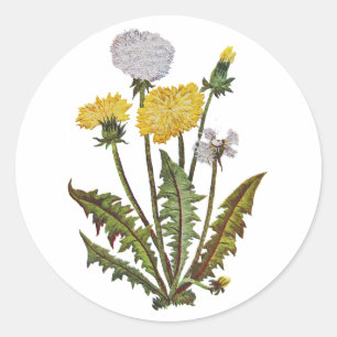 Crewel Embroidered Golden Dandy Lions Classic Round Sticker