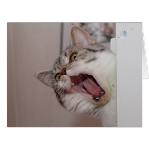 Criant British Shorthair