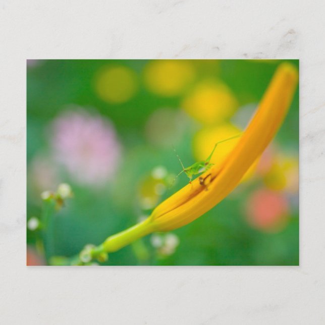 Cricket on Daylily Postcard (Front)