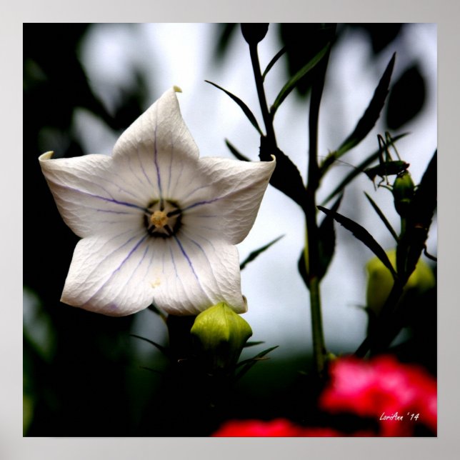 Cricket Surprise Poster (Front)