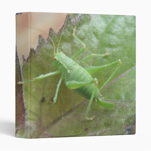 Cricket vert sur un Classeur feuille (Devant/Côté)