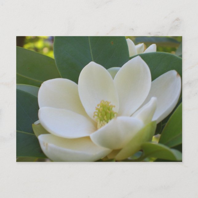 CricketDiane Southern Magnolias Postcard (Front)