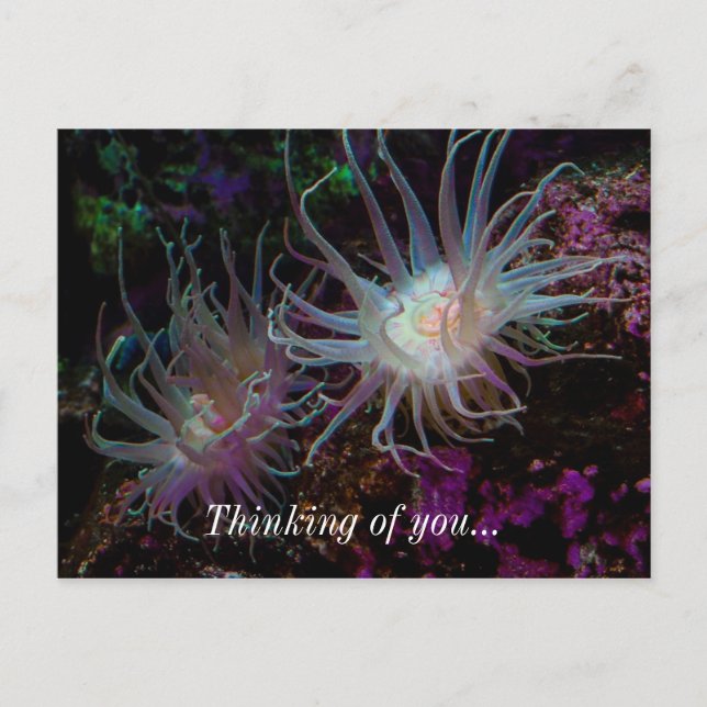 Crimson Anemone Postcard (Front)