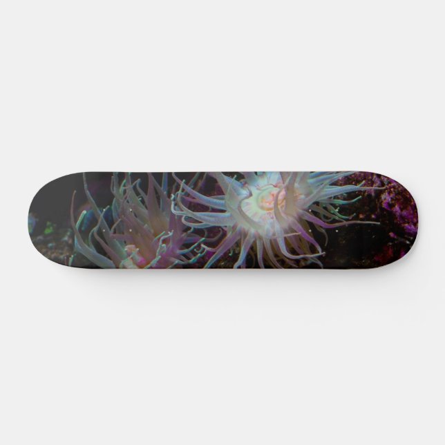 Crimson Anemone Skateboard (Horz)