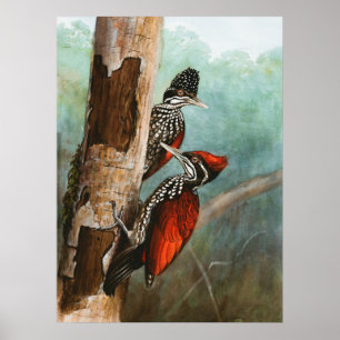 Crimson Backed Woodpecker Animal Wildlife Bird  Poster