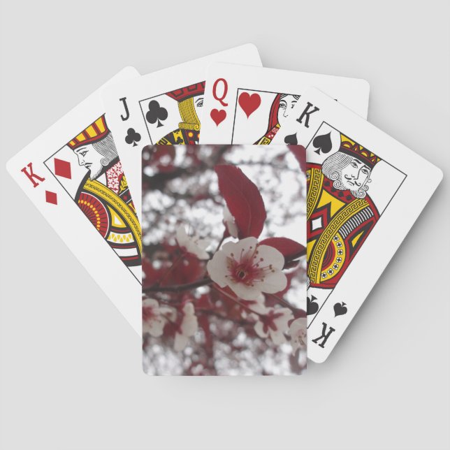 Crimson Beauty Cards (Back)