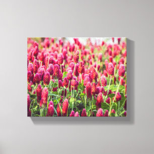 Crimson Clover Field Wildflowers Canvas Print