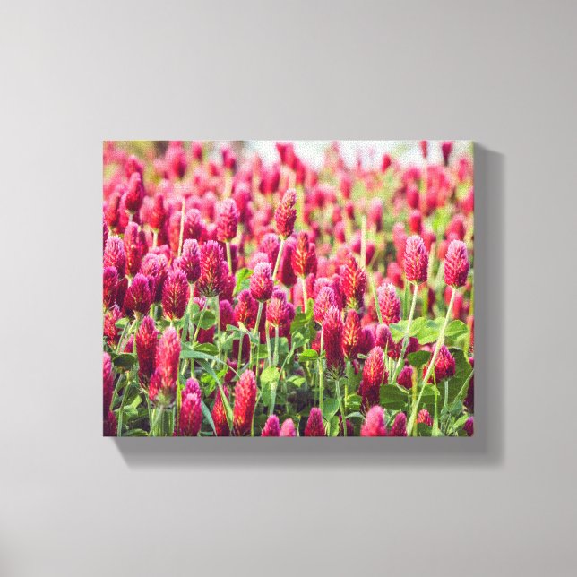 Crimson Clover Field Wildflowers Canvas Print (Front)