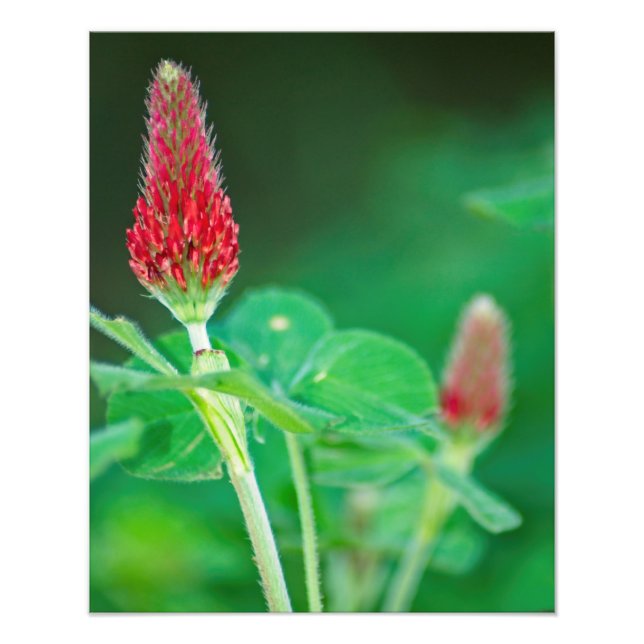 Crimson Clover Pair Photo Print (Front)