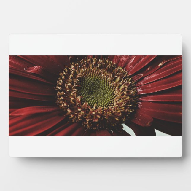 Crimson Gerbera Macro Plaque (Front)