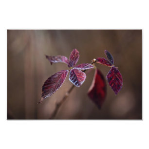 Crimson -- photo print