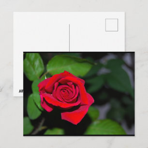 Crimson Red Rose Postcard