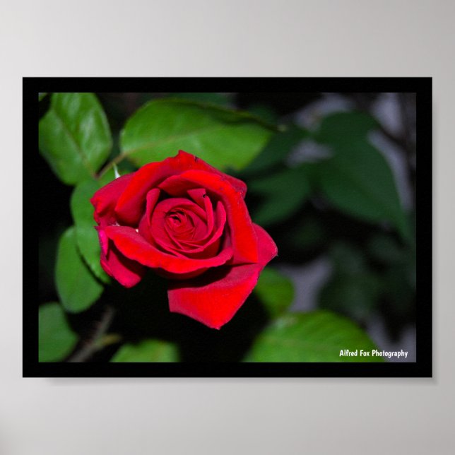 Crimson Red Rose Poster (Front)