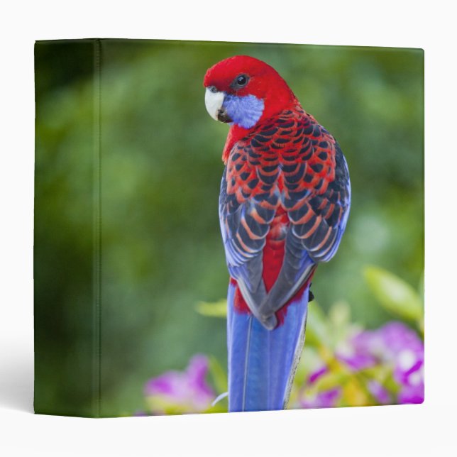 Crimson Rosella & backdrop of orchids Lamington Binder (Front/Spine)