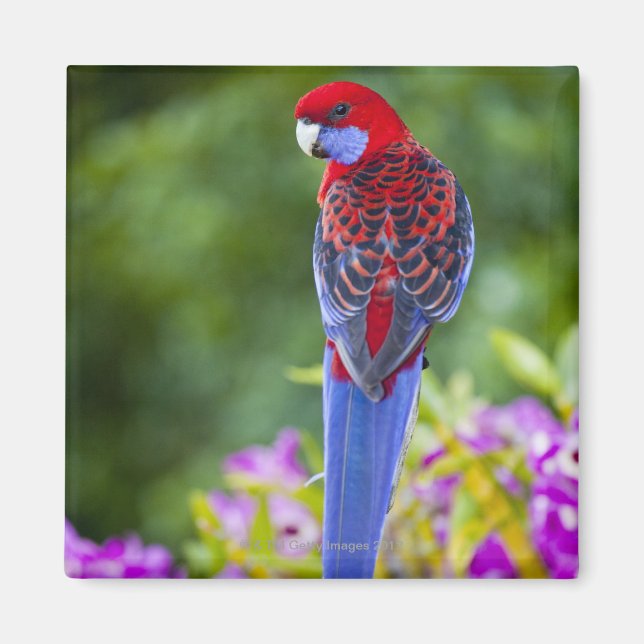 Crimson Rosella & backdrop of orchids Lamington Magnet (Front)