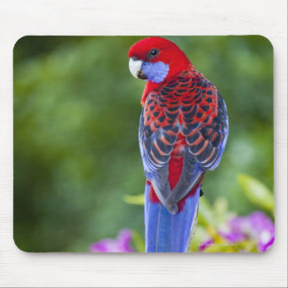 Crimson Rosella & backdrop of orchids Lamington Mouse Pad