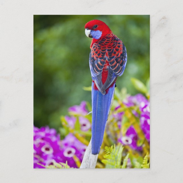 Crimson Rosella & backdrop of orchids Lamington Postcard (Front)