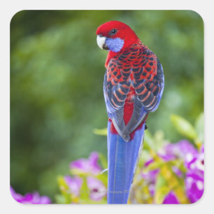 Crimson Rosella & backdrop of orchids Lamington Square Sticker