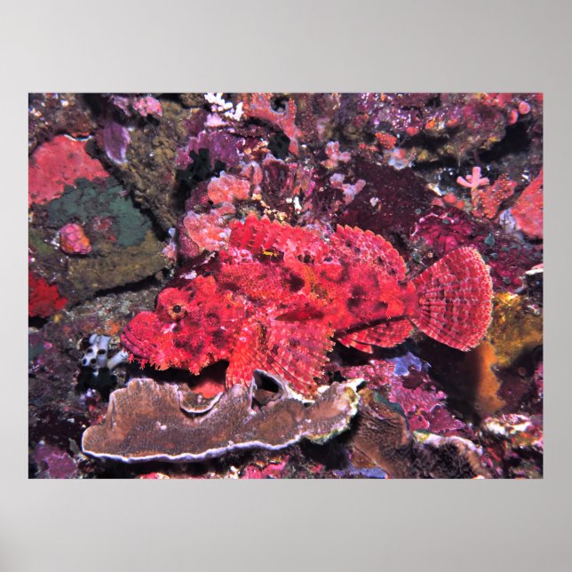 Crimson Scorpionfish Poster (Front)