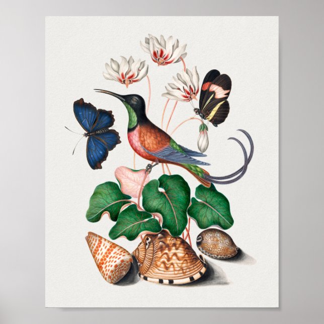 Crimson Topaz Hummingbird Poster (Front)
