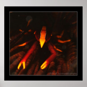 Crinoid Lobster Poster