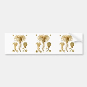 Crinoids Bumper Sticker