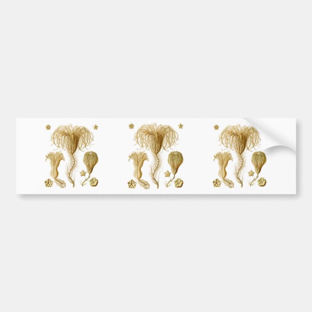 Crinoids Bumper Sticker (Front)