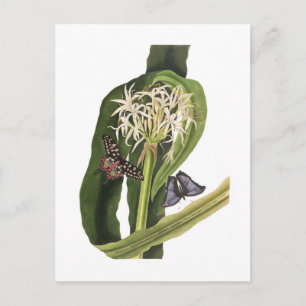 Crinum pedunculatum postcard