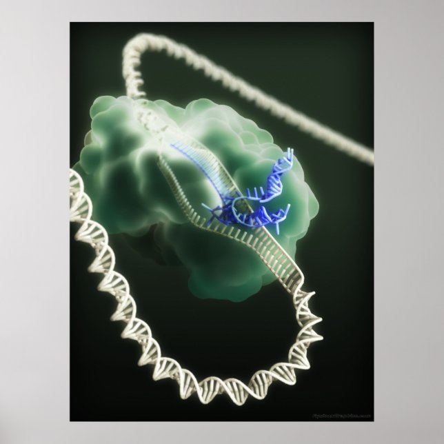 CRISPR-Cas9 complex at work Poster (Front)