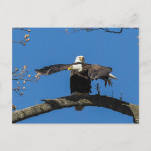 Criss Cross Eagles Postcard