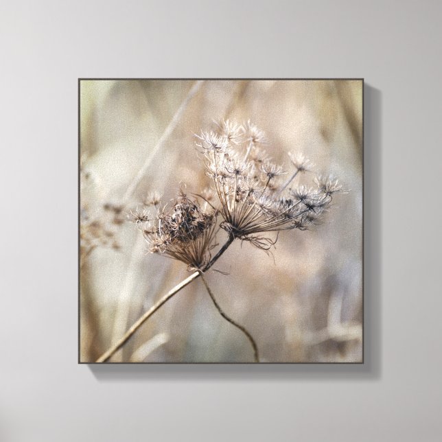Crisscross Dried Queen Anne's Lace Neutral Colours Canvas Print (Front)