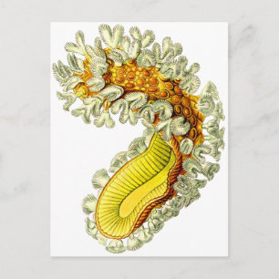 Cristatella mucedo postcard