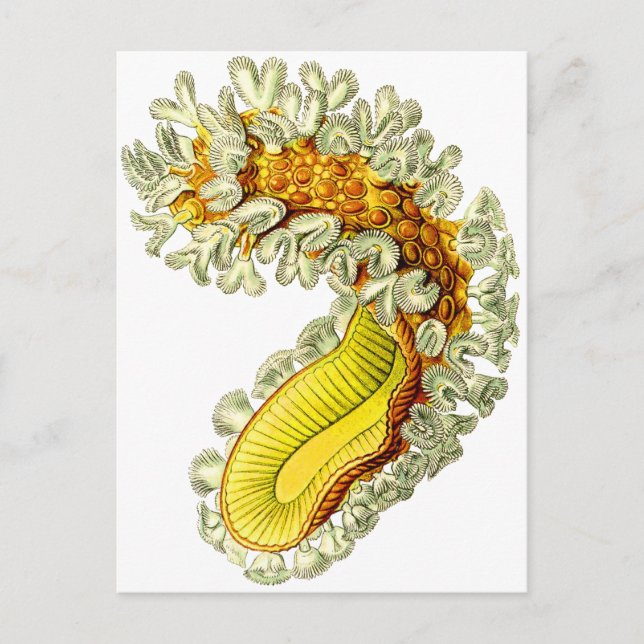 Cristatella mucedo postcard (Front)