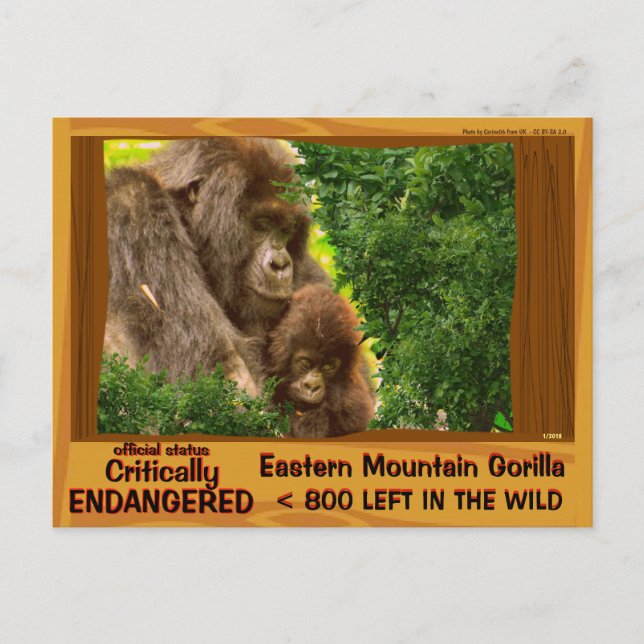 CRITICALLY ENDANGERED: Eastern Mountain Gorilla - Postcard (Front)