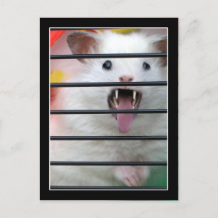 Critter is a Mean Hamster Postcard