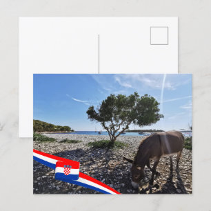 Croatia   Hrvatska   Adriatic Sea   Donkey Postcard