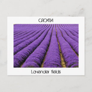 CROATIA - lavender fields Postcard