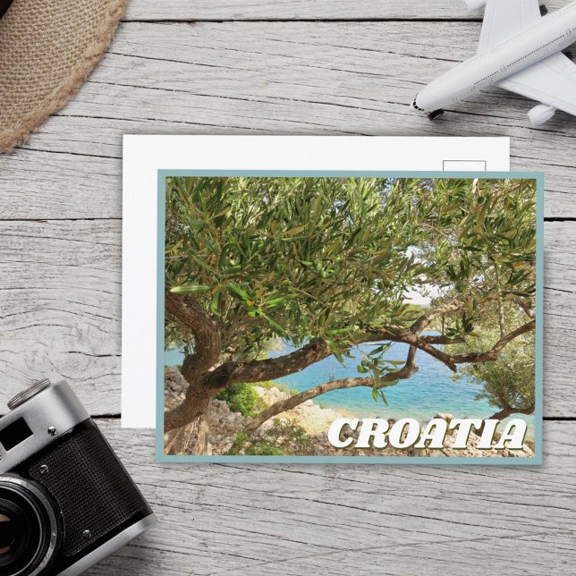 Croatia Mediterranean Sea Olive Tree Photo Postcard (Creator Uploaded)