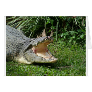 Crocodile